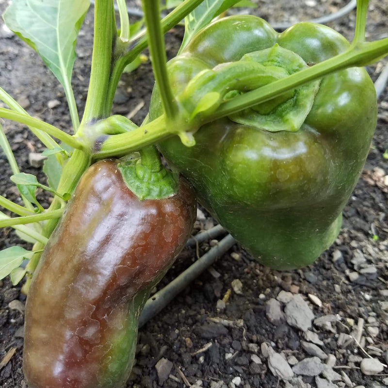 Brown Bell Pepper Seeds - Heirloom Vegetable Plant for Home Gardens