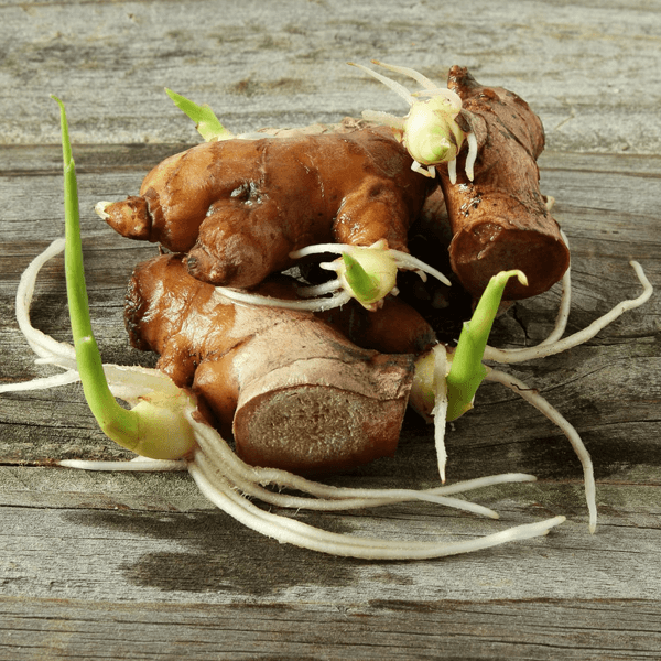 Brown Ginger Seeds