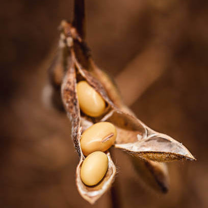 Brown Soybean Seeds