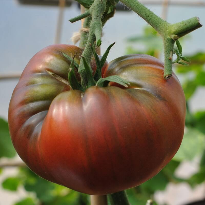Brown Tomato Seeds