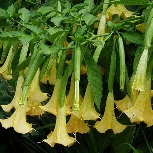 Brugmansia Suaveolens Seeds
