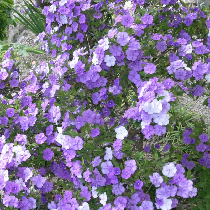 Brunfelsia Pauciflora Seeds