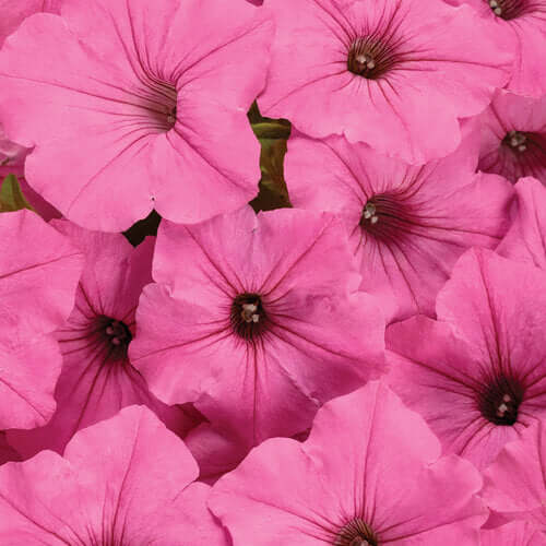 Bubblegum Petunias Seeds - Heirloom Flower Plant for Home Gardens
