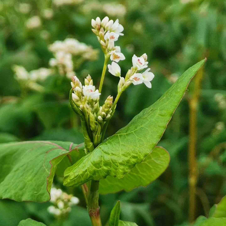 Buckwheat Seeds - Grain Plant Seeds for Home Gardens