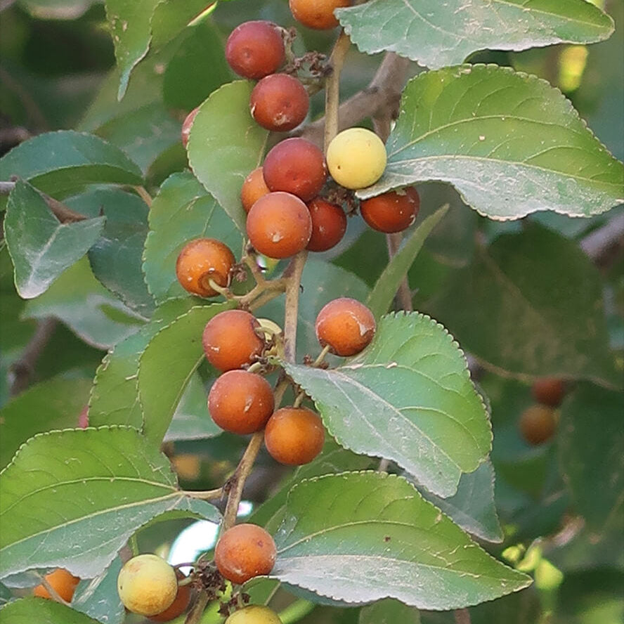 Buffalo Thorn Jujube Seeds - Fruit Plant
