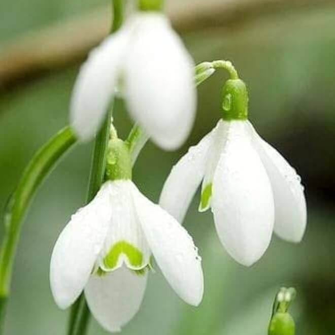 Bulb Snowdrop Seeds