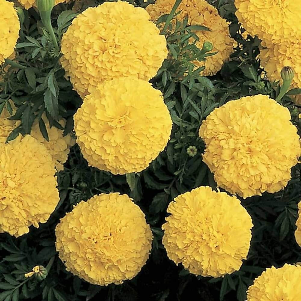 Bulk Marigold Seeds - Flower Plant
