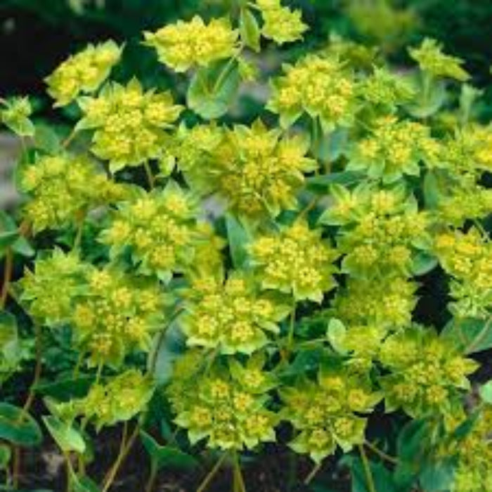 Bupleurum Seeds - Herbal Plant for Home Gardens