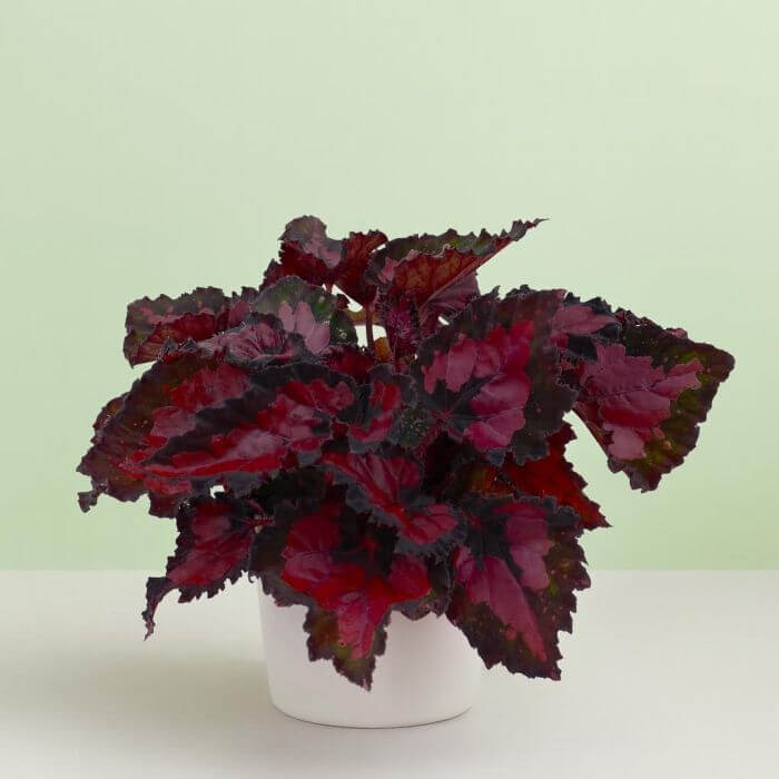 Burgundy Begonia Seeds