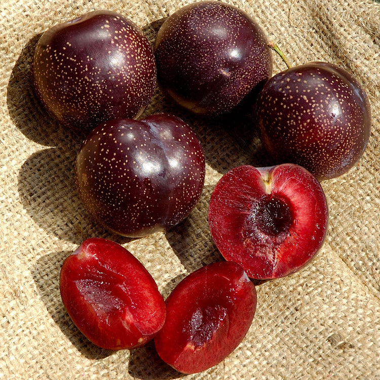 Burgundy Plum Seeds