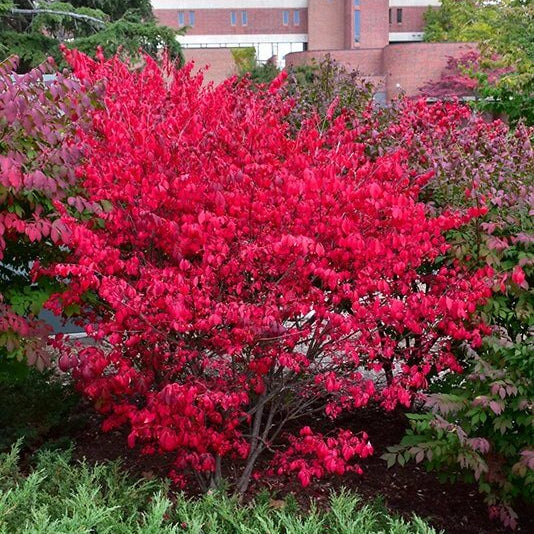 Burning Bush Seeds - Shrub Plant Seeds for Home Gardens
