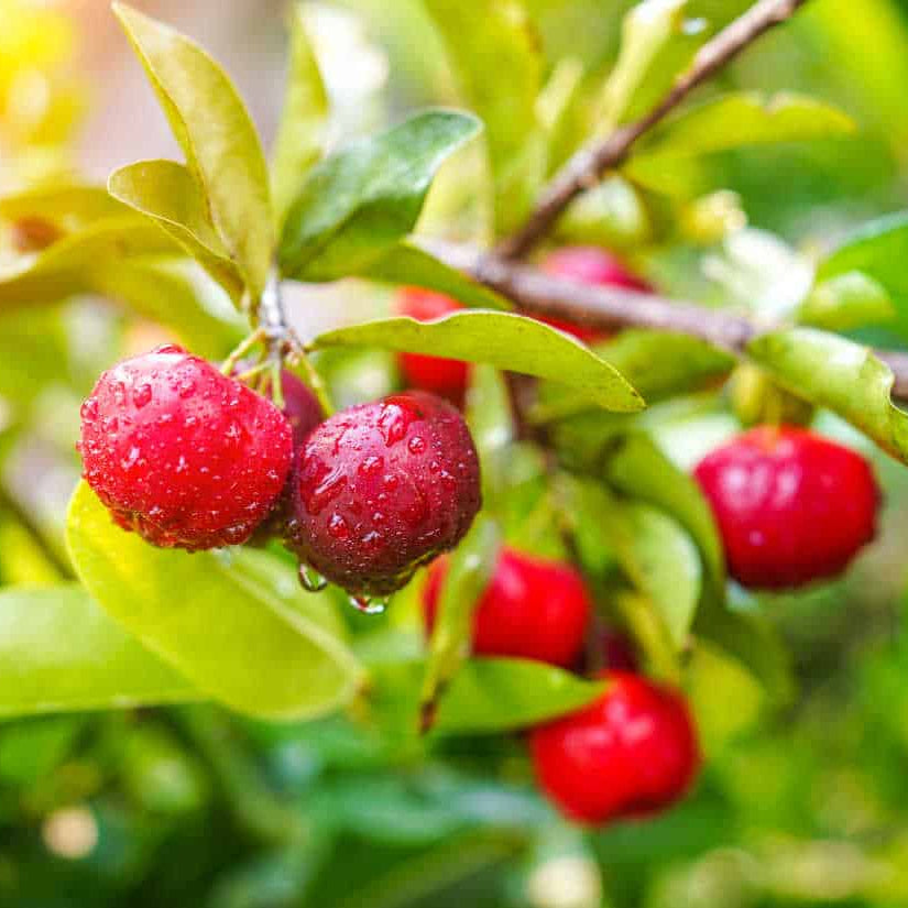 Bush Acerola Seeds - Fruit Plant Seeds for Home Gardens
