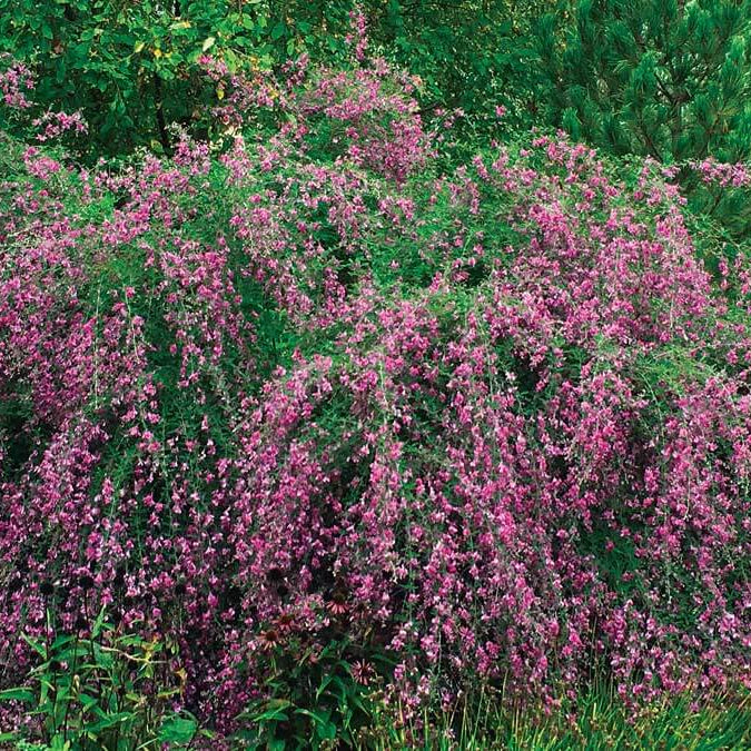 Bush Clover Shrub Seeds - Flower Plant