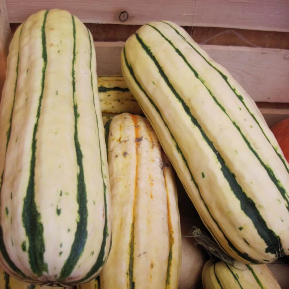 Bush Delicata squash seeds - Vegetable Plant