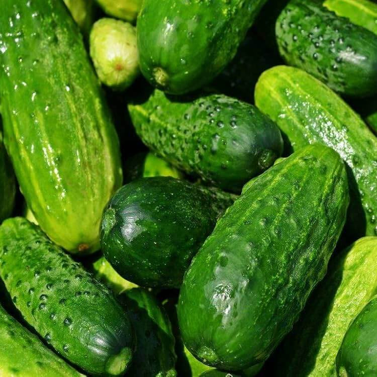 Bush champion cucumber seeds - Vegetable Plant