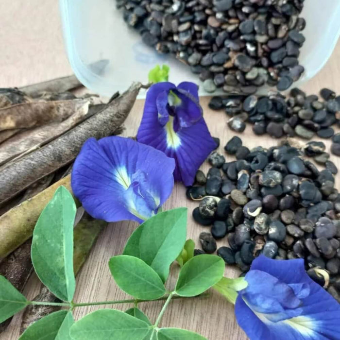 Butterfly Pea Seeds - Flower Plant