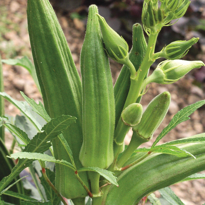 Cajun Delight Okra seeds