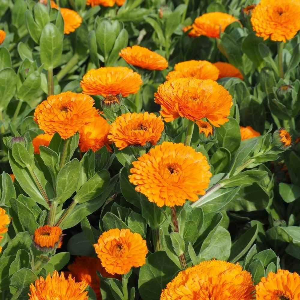 Calendula Seeds - Flower Plant