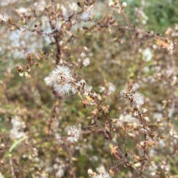 Calico Aster Seeds