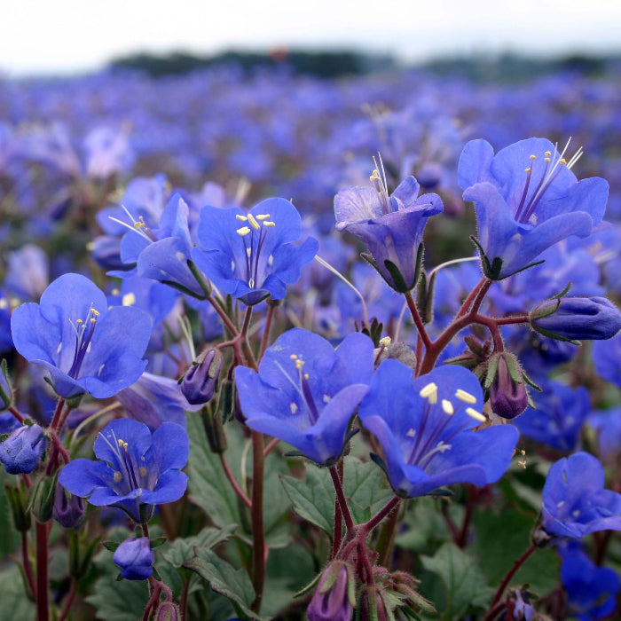 California Bluebell Seeds - Flower Plant
