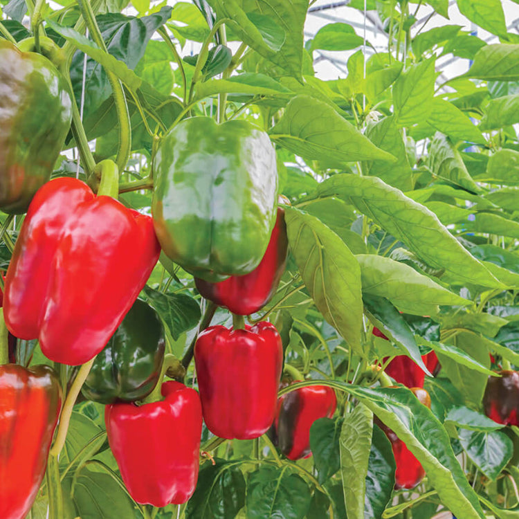 California wonder sweet pepper seeds - Vegetable Plant