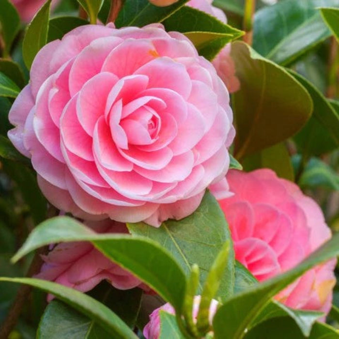 Camellia Seeds - Flower Plant for Home Gardens
