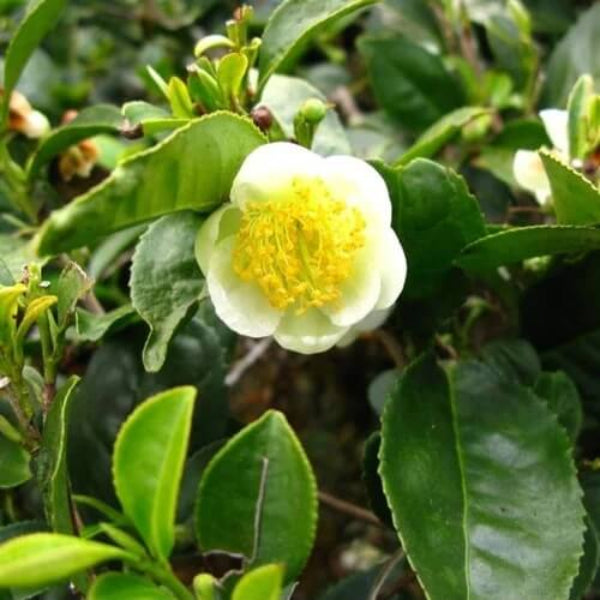Camellia Sinensis Seeds - Herbal Plant