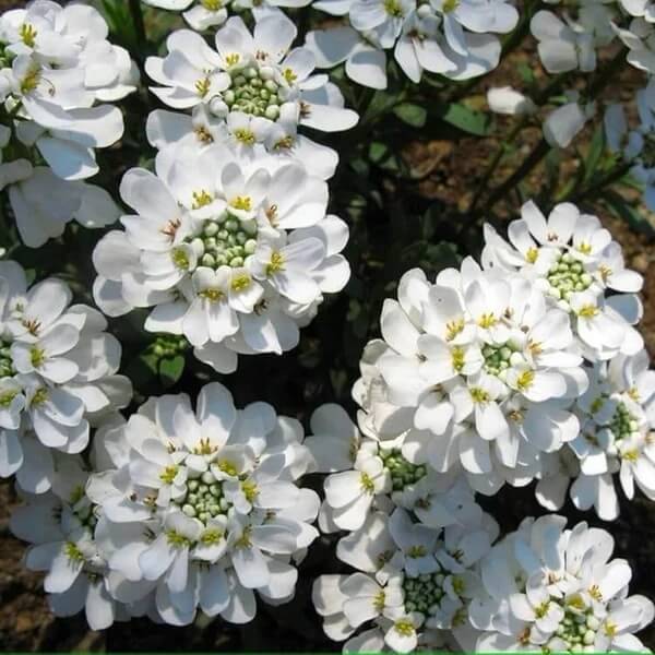 Candytuft Seeds for Sale - Heirloom Flower Plant for Home Gardens