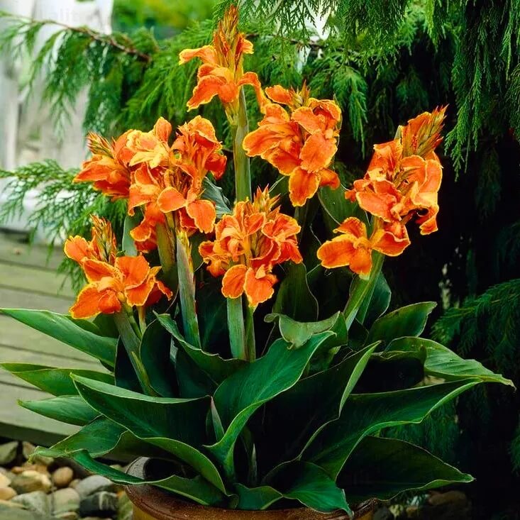 Canna Lily Seeds - All In One For Home Gardens