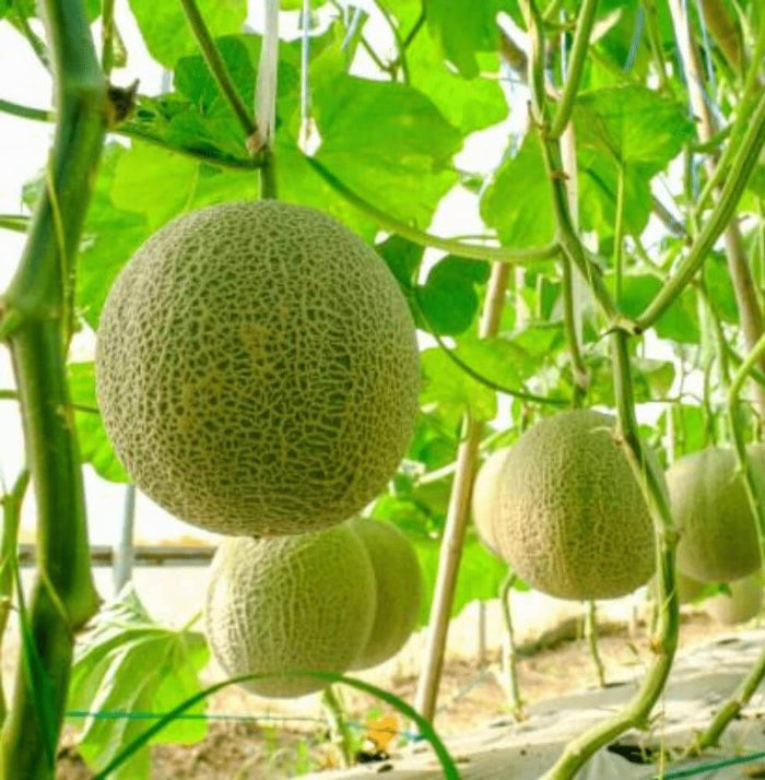 Cantaloupe Seeds - Fruit Plant for Home Gardens