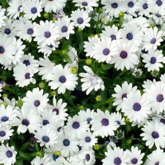 Cape Daisy Seeds - Flower Plant