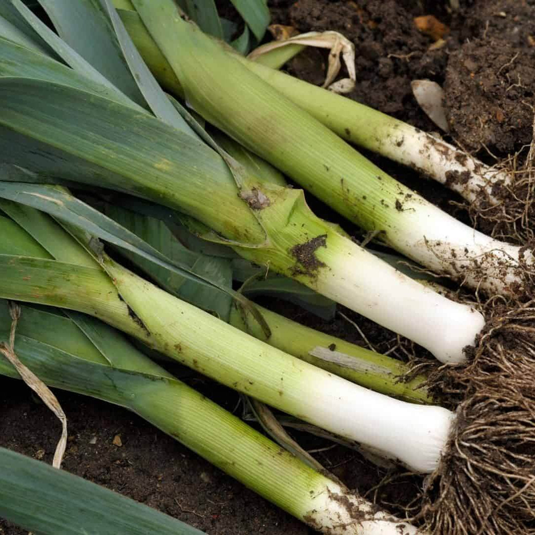 Carentan Leek Seeds