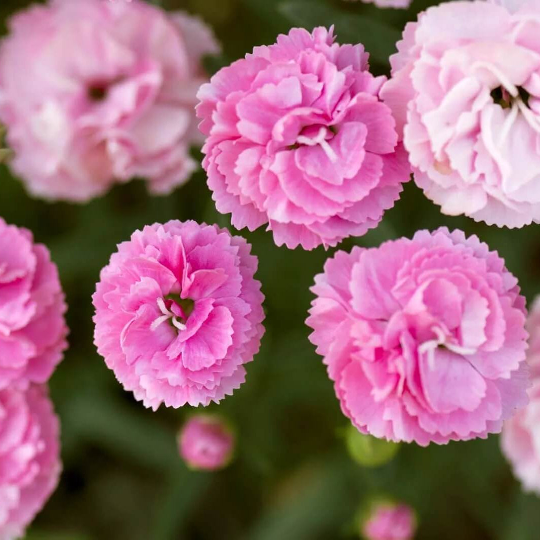 Carnation Seeds