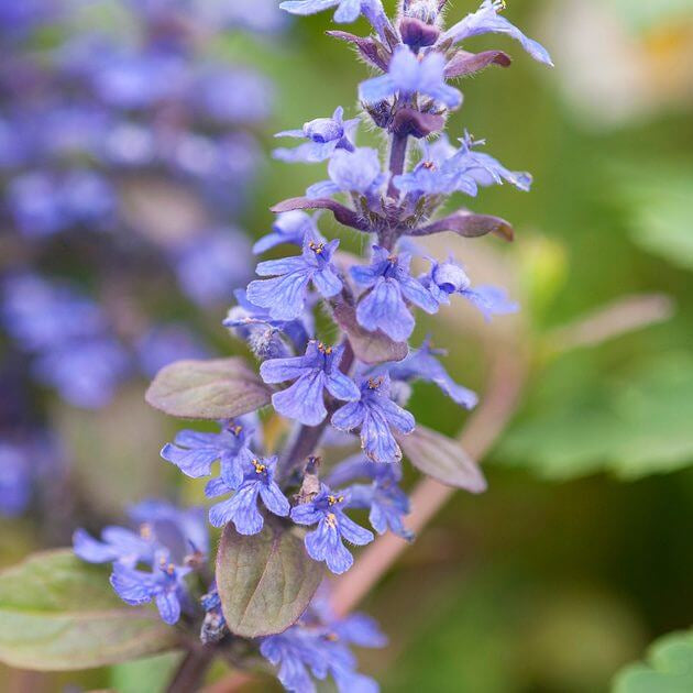 Carpet Bugle Seeds