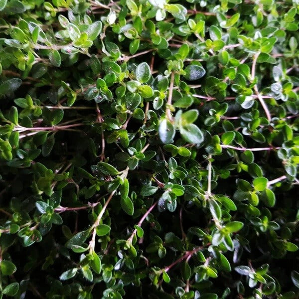 Carpet Thyme Seeds