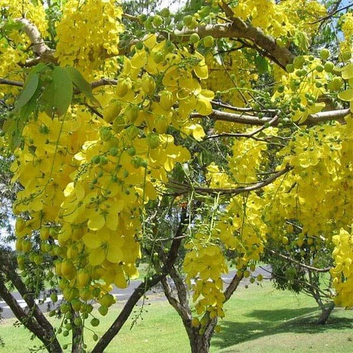 Cassia Fistula Golden Shower Tree Seeds