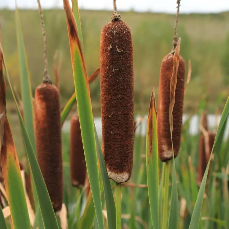 Cat Tails seeds