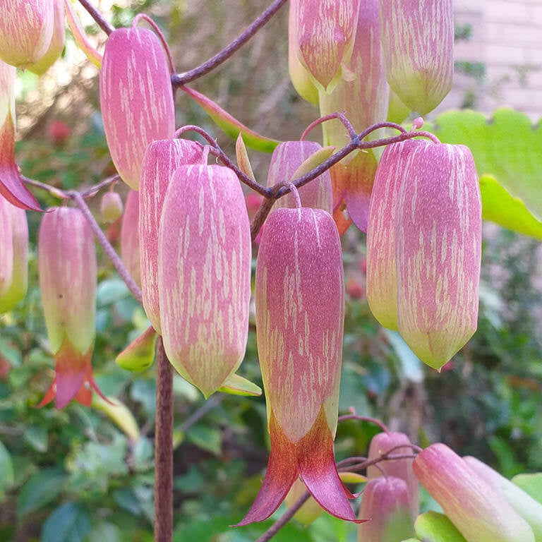 Cathedral Bells Plant Seeds