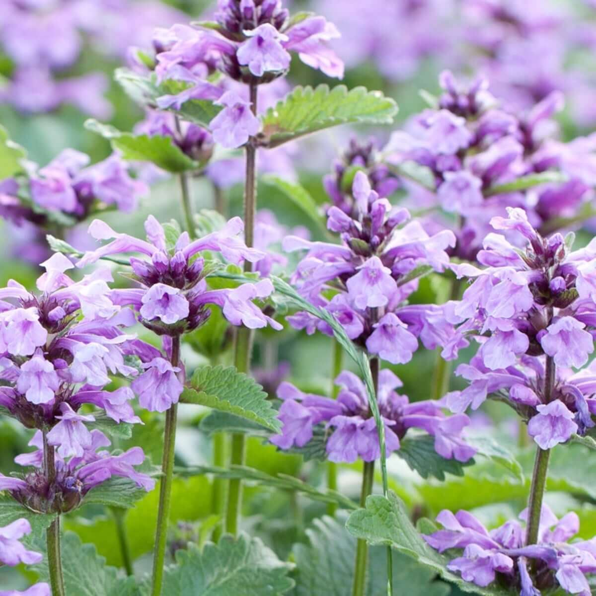 Catmint Seeds - All In One For Home Gardens