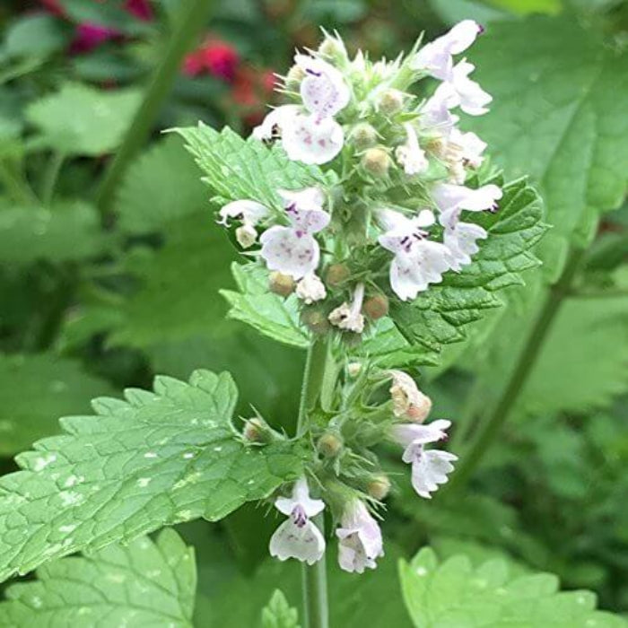 Catnip Seeds - Herbal Plant for Home Gardens