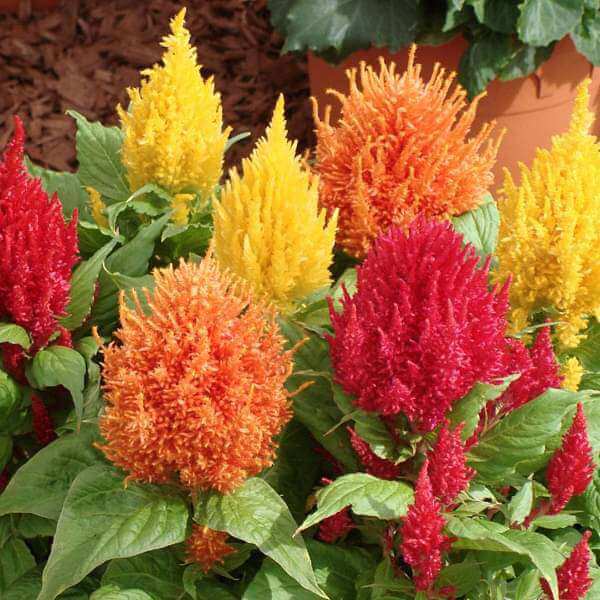 Celosia Seeds - Flower Plant for Home Gardens