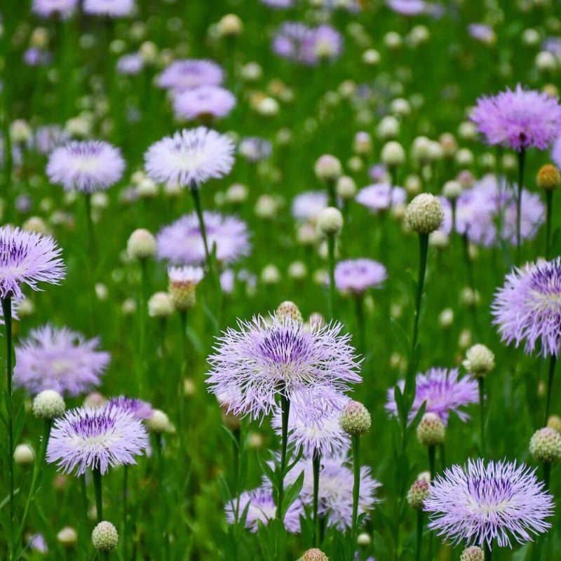Centaurea Americana Seeds - Heirloom Flower Plant for Home Gardens