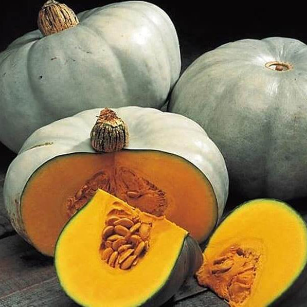 Centner Nelson Pumpkin Seeds