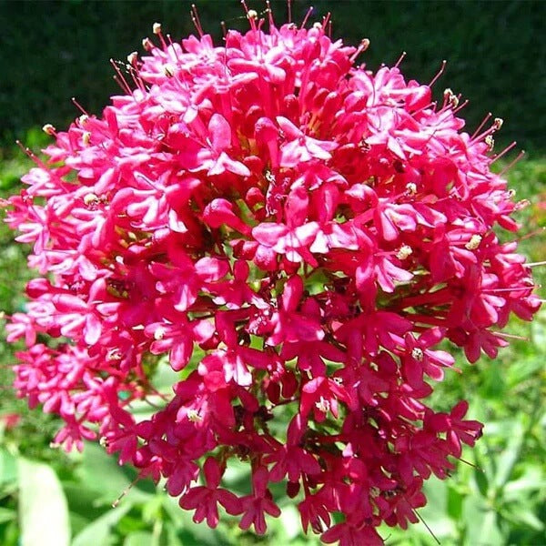 Centranthus Ruber Seeds