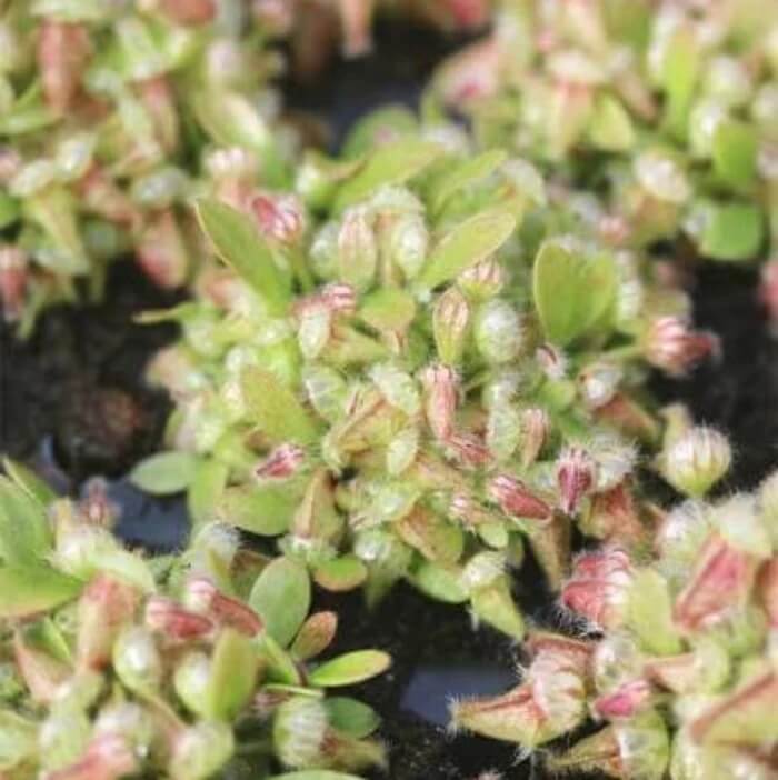 Cephalotus Seeds – Carnivorous Plant Seeds for Home Gardens