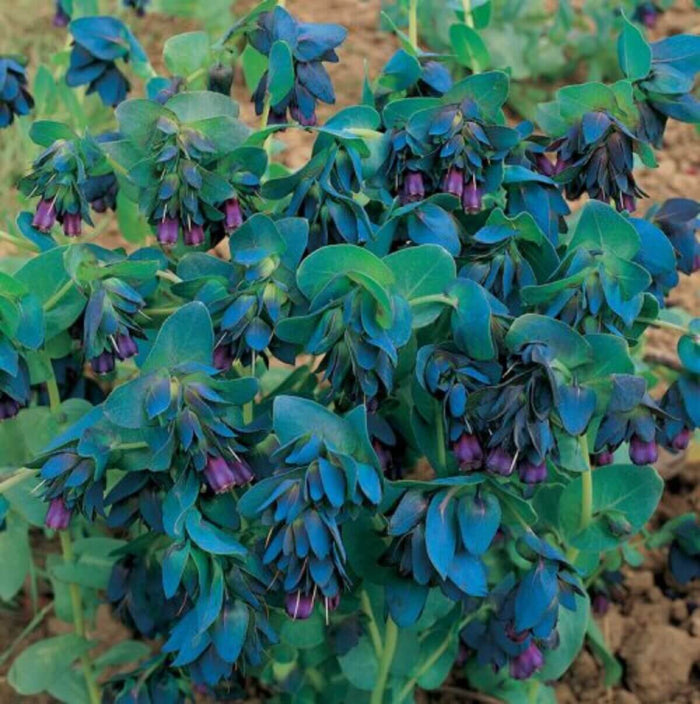 Cerinthe Seeds - Flower Plant for Home Gardens