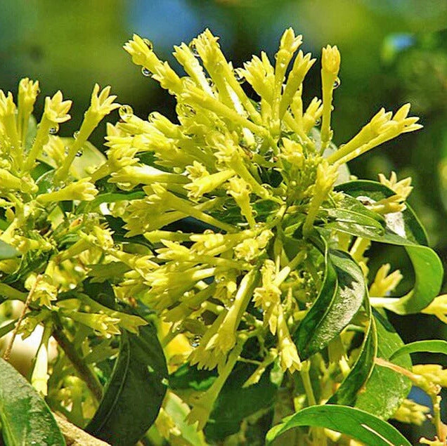 Cestrum Nocturnum Seeds - Flower Plant