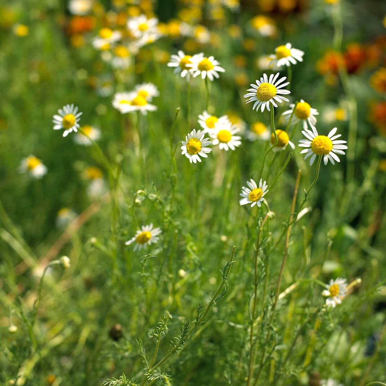 Chamomile Seeds