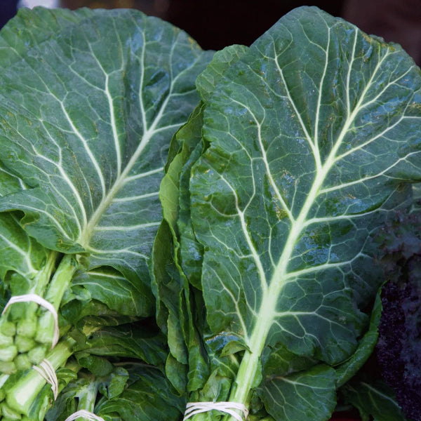 Champion Collard Green Seeds
