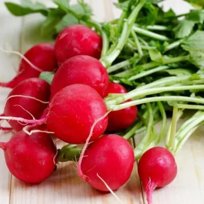 Champion radish seeds - Vegetable Plant
